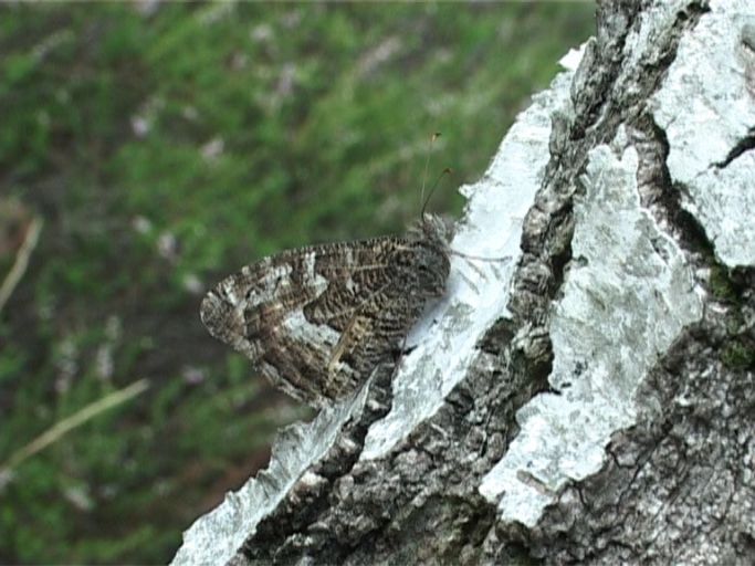 Ockerbindiger Samtfalter ( Hipparchia semele ), Flügelunterseite : Brüggen, Brachter Wald, 22.08.2006